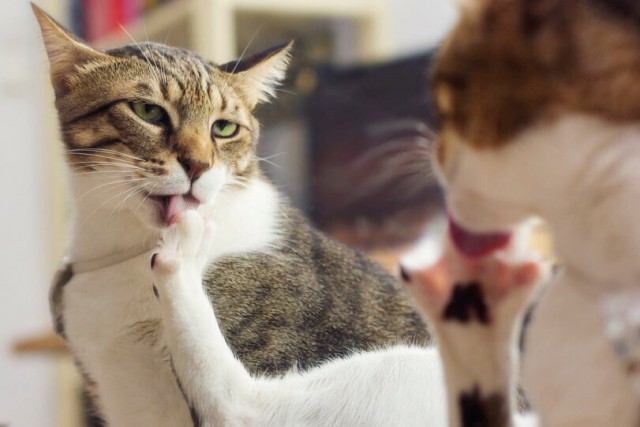 Коты и Кошки