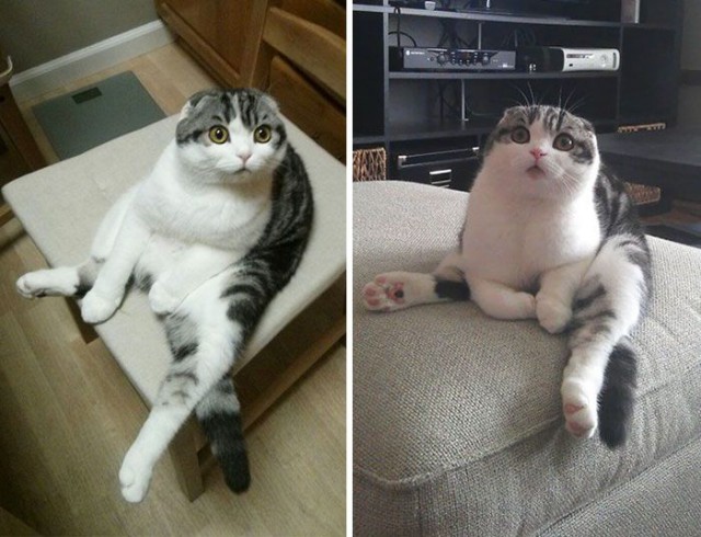 Коты и Кошки