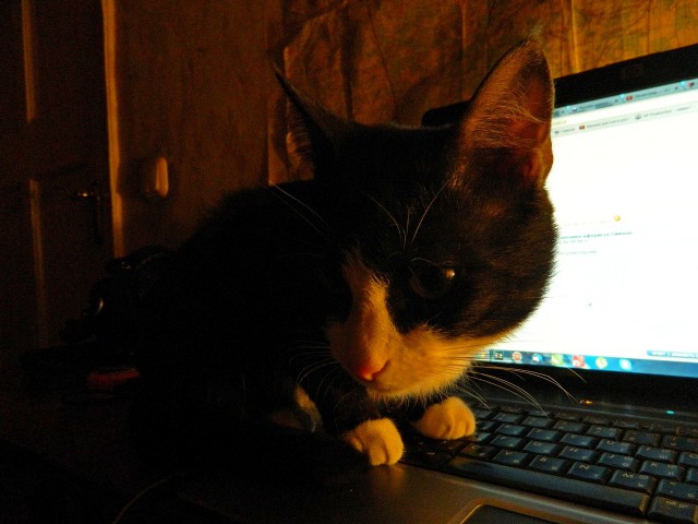 24 кота, которые подняли дерзость на новый уровень