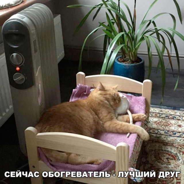 Коты и Кошки