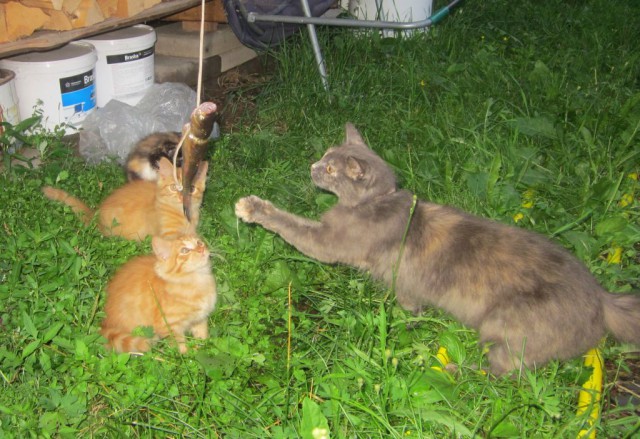Котовторник