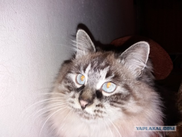 Котовторник  19.12.2017