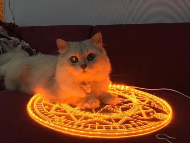Прикольных котов пост