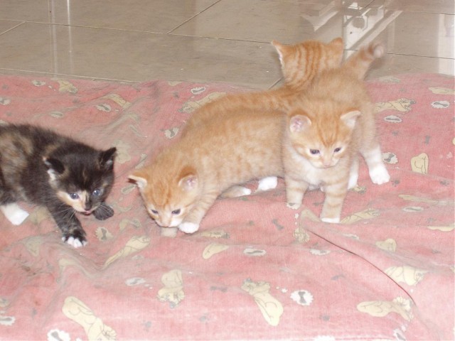 Котомет на вторник (15.04.2008)
