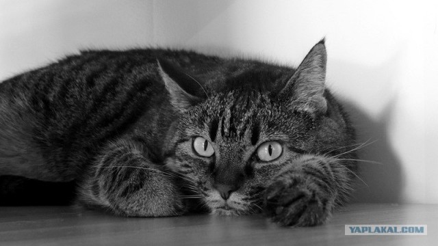 Уррааа! Котомет на ЯПлакалъ.