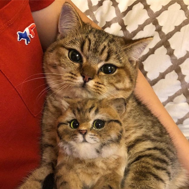Прикольных котов пост