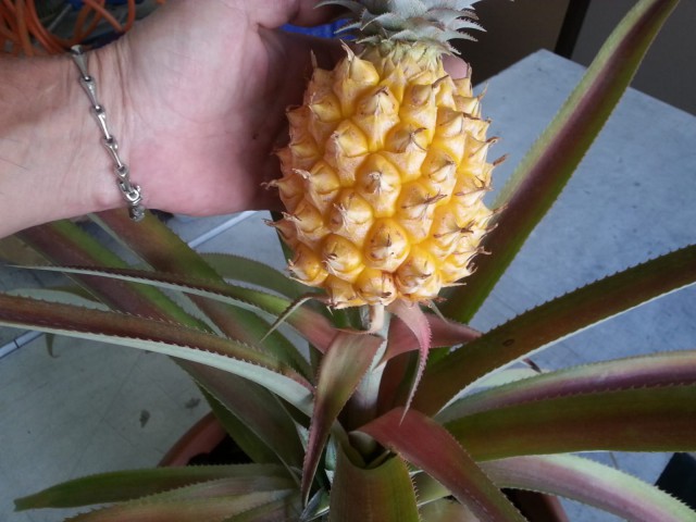 В ближайшие пять лет на Земле установится аномальная жара