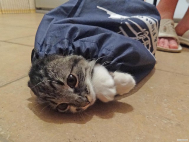 Котовторник  от 3.04.2012