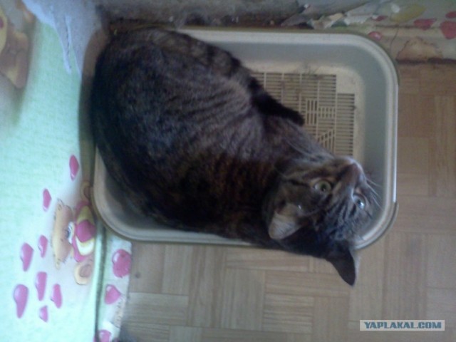 Котовторник 31.07.2012 г.