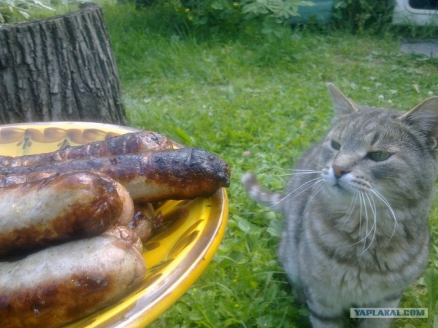 Купил такой сосисок, а они....