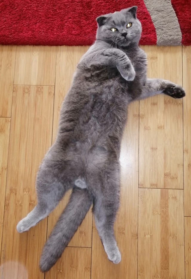 85 сантиметров кота