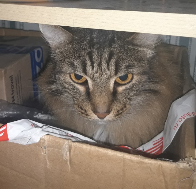 Ну, с котовторником!