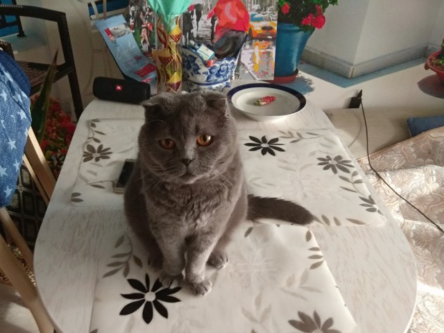 Котовторник же!