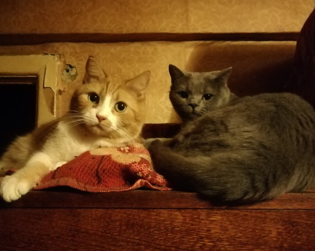 Котовторник же!