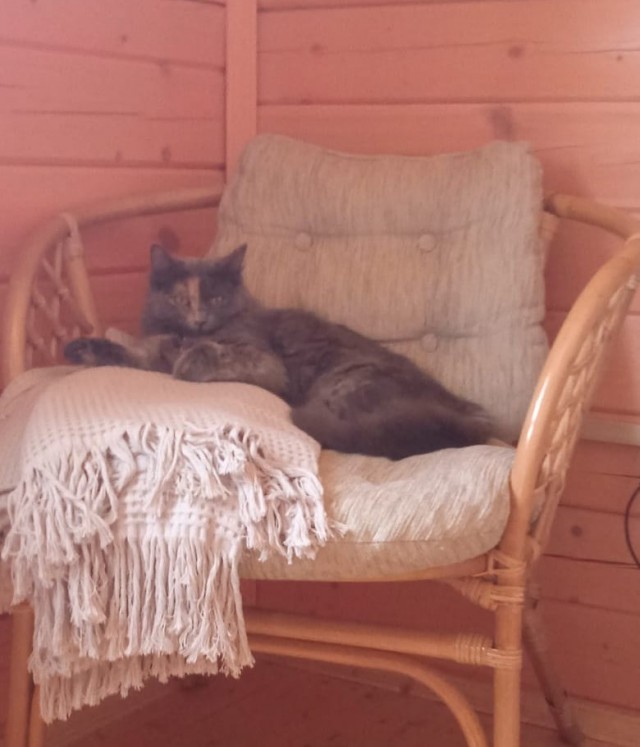 Солнце котовторника уже встало, Господа!