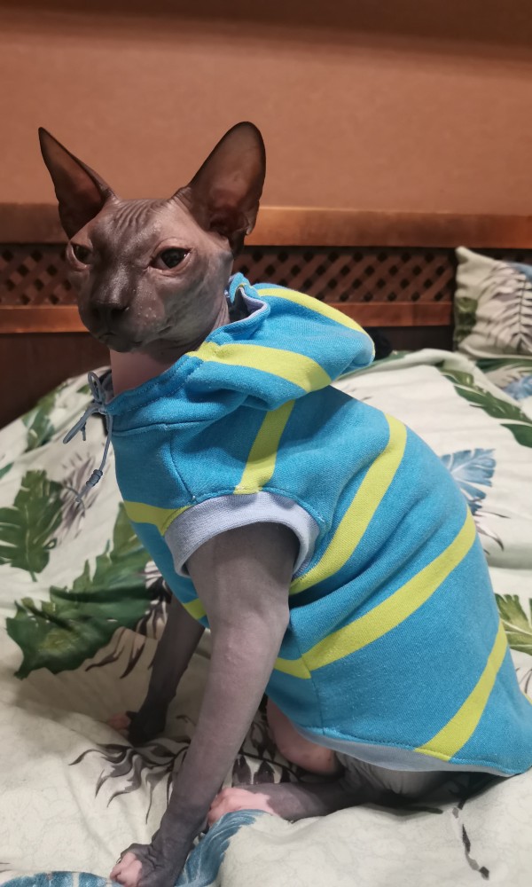 Котэ Веник в котовторник