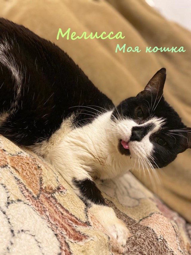 Жизнь домашнего приюта "Котоленд" 332