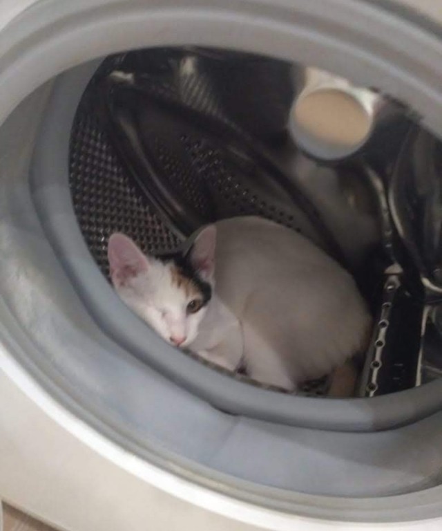Котовторнику быть