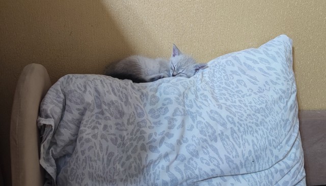 КотоФторник 23.08.22