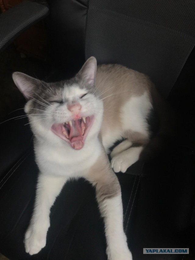 Без кота жизнь не та