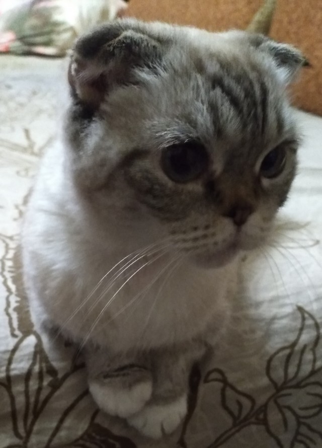 Коточетверг!