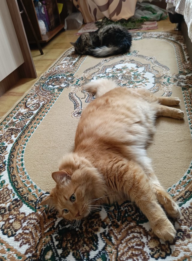 У нас появился кот