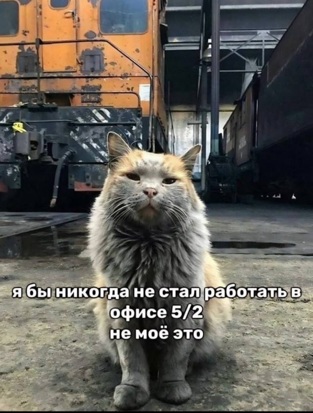 "Ты когда уже песок в ящике поменяешь?"
