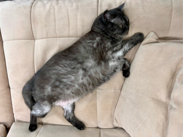 Откуда у котов курдюк и зачем он нужен?