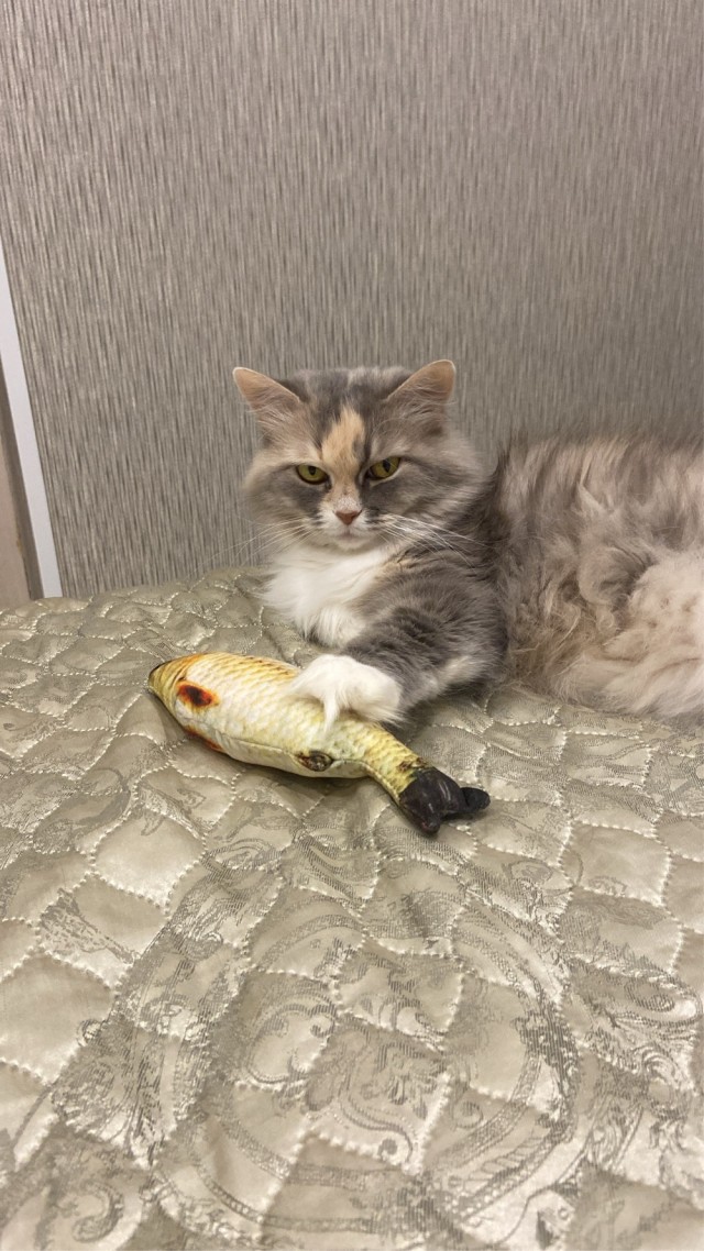 Купила кошке ковëр