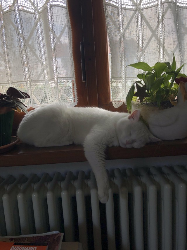 Слепоглухая кошка