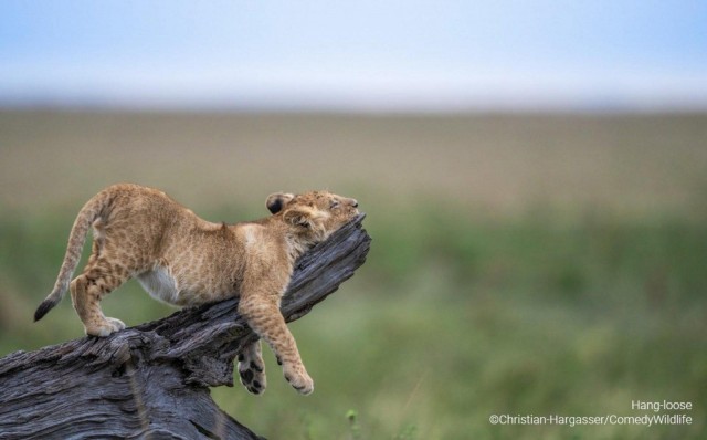 Самые смешные коты и кошки за всю историю комичного конкурса Comedy Wildlife Photography Awards