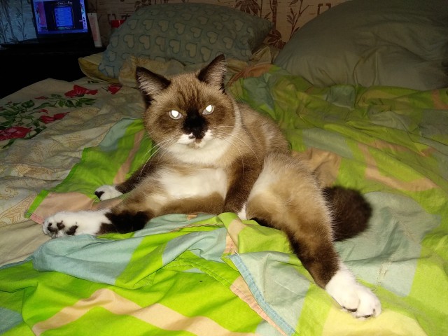 Мой котеич