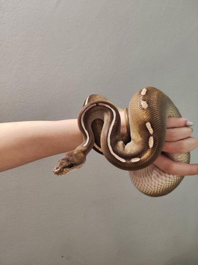 Змея сбежала от хозяина в ЖК на северо-западе Москвы