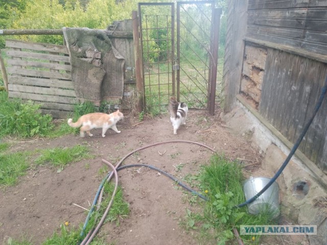 Жизнь домашнего приюта для котеек 543