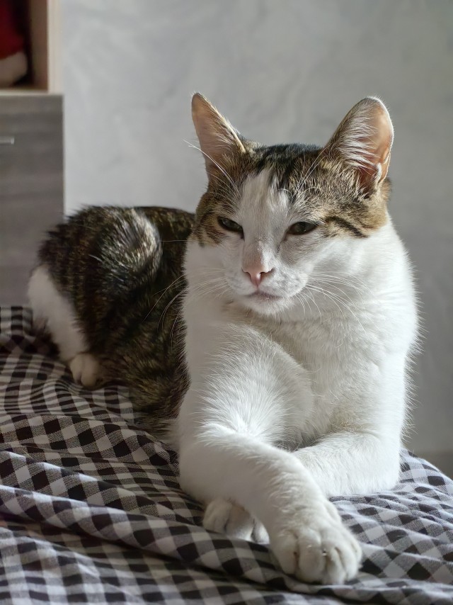 Моя жена не умеет фоткать кота