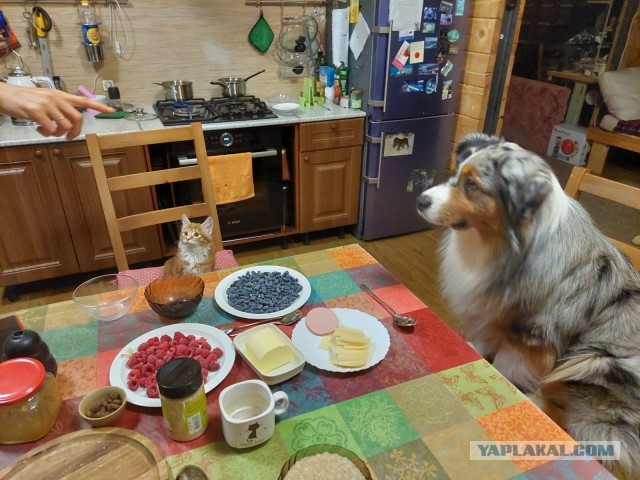 К предстоящему котовторнику