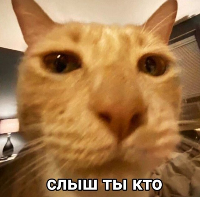 Я не люблю кошек.