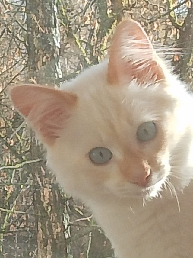У нас кот