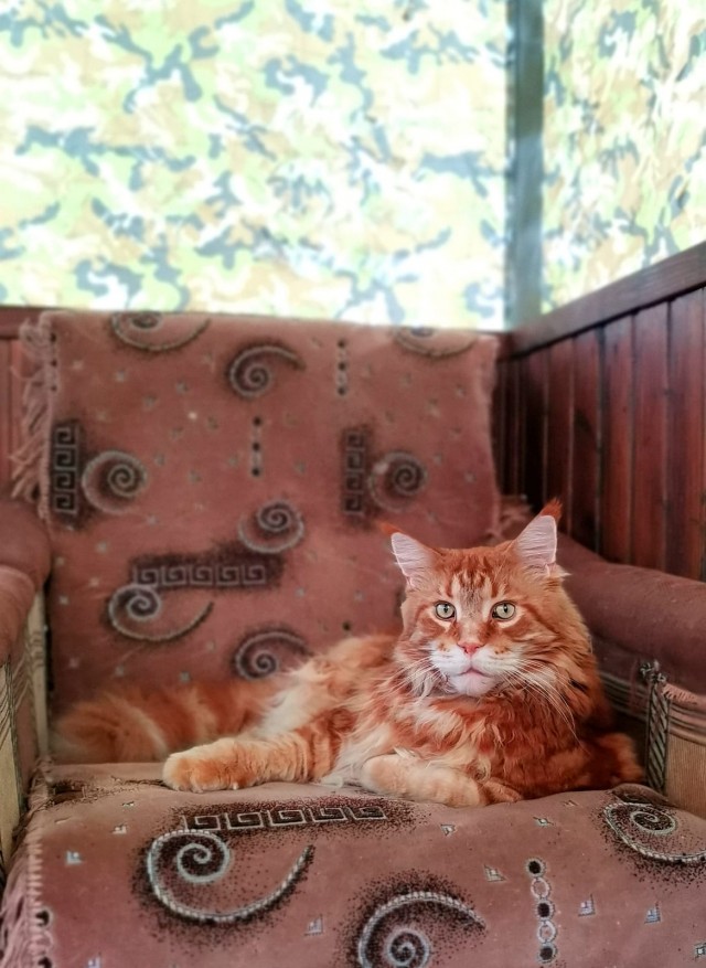 Котовторник