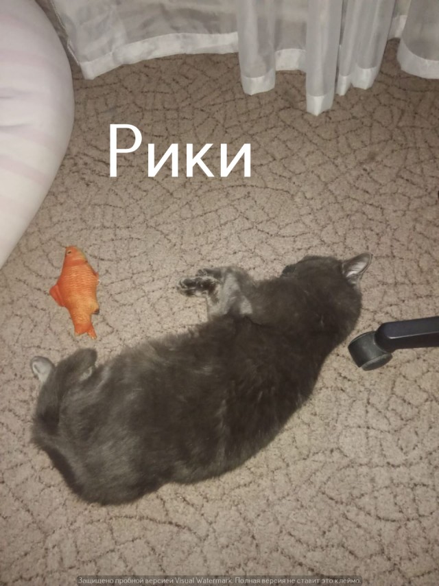Жизнь домашнего приюта "Котоленд" 524. Нам сегодня 10 лет!