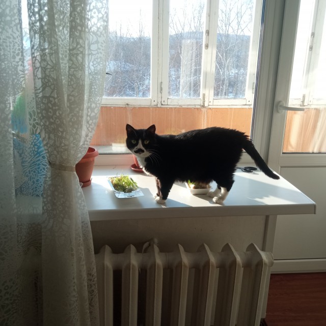 Вегетарианская хищница