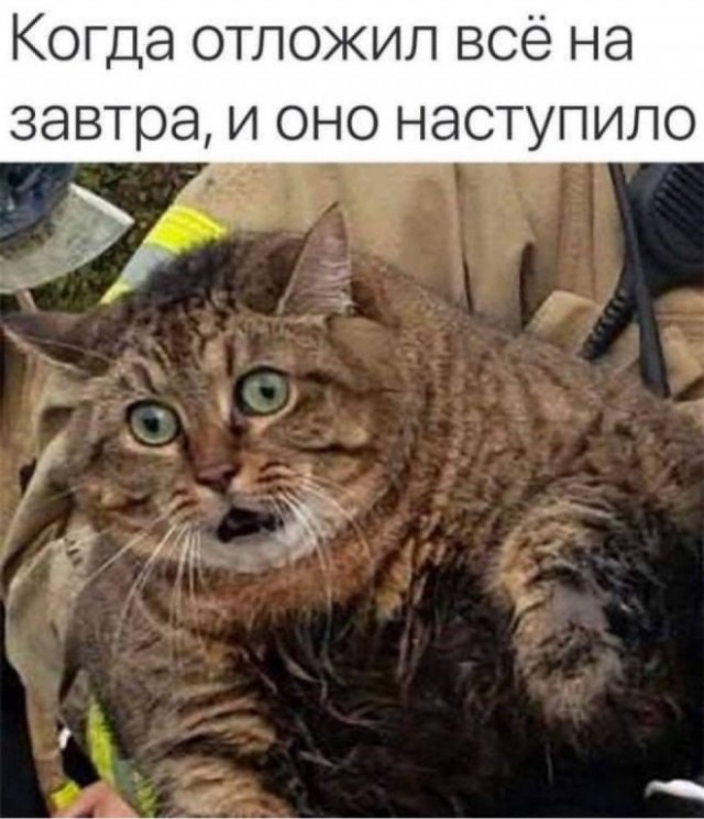 Веселые картинки в маленькую пятницу (24.12)