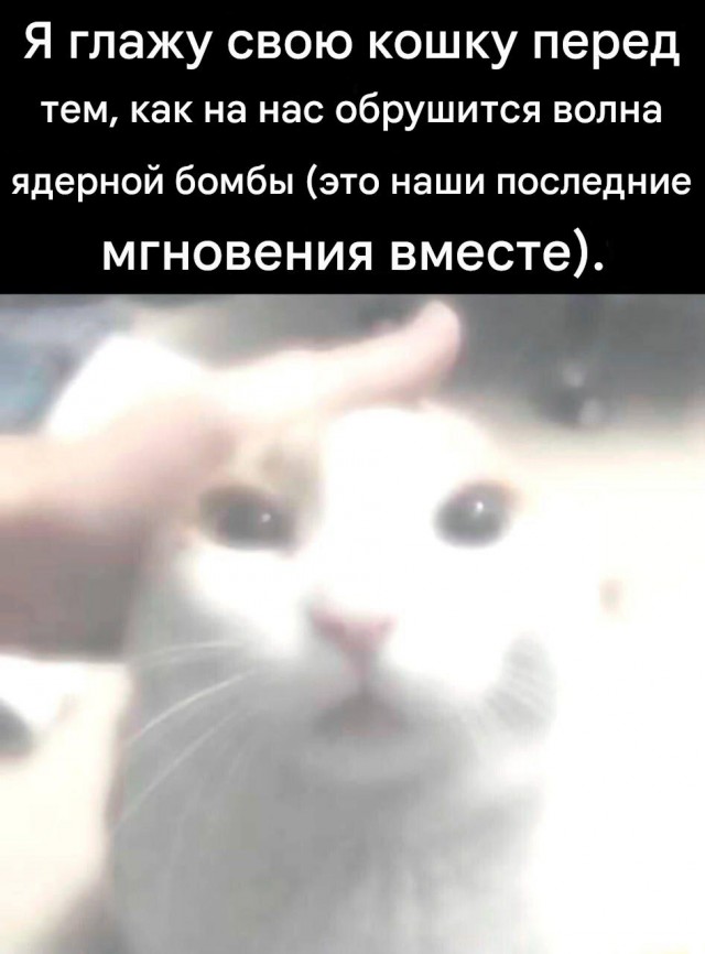 К котовторнику: подборка картинок-баянов с котиками и про котиков. Выпуск 31.