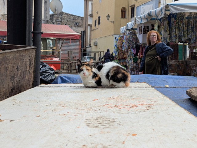 Котовторник из Палермо