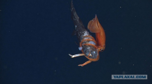 Gonatus onyx атакует