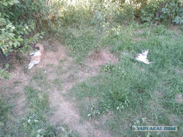 Жизнь домашнего приюта для котеек 578