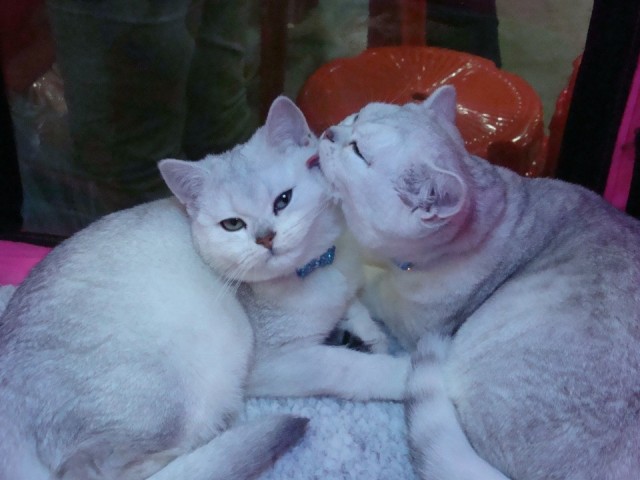 Выставка кошек. Котовторник