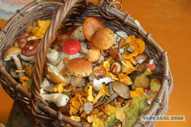 Фотоотчёт. Ивановская область.