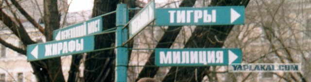 Маразмы года 2013