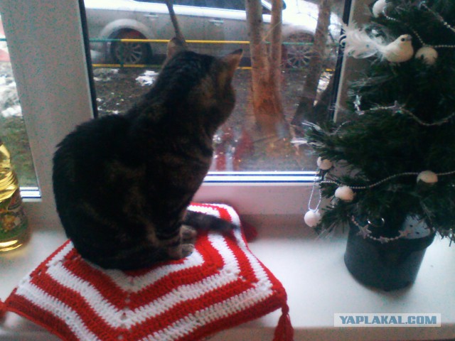 Как собаки встречают и провожают хозяев